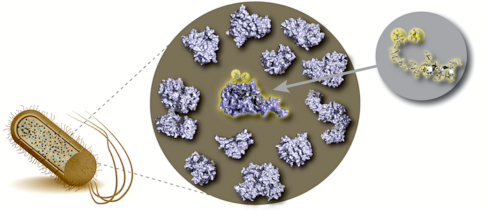 Generating selectivity in cellular applications.